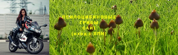 крисы Алзамай
